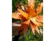 IMG 20150730 153843.jpg