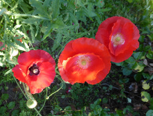 P1050430.JPG