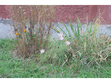 DSC07313.JPG