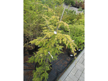 ����� ����������2000