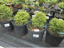 ����� ��������� ������� ���� 800