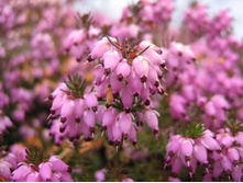 ����� Lohses Rubin-2,40