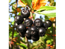 ������ ������������ ����-151