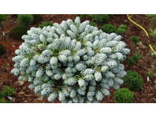 ����� koreana Kohouts Icebreaker 15-20cm C2-31,14.jpg