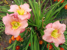 �������� ������� ����� (Hemerocallis Elegant Candy)