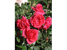 Haydock Park-10,80.jpg