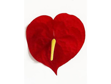 40/0816� ������ ��������� (���������) 12��/��