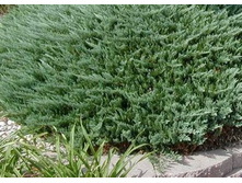 ������������ Glacier20-25cm C2 -10,76