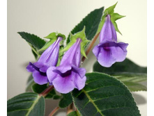 ����� ����������