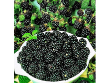 ������� ����� �����-161