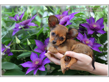 2 ������