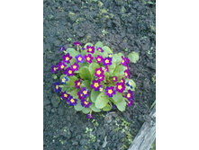 P2011[02] 30-05-15.JPG