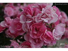 Schone Dortmunderin 9,89.jpg