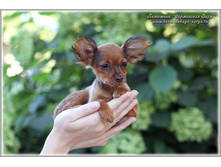 3 ������