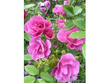 The Oddfellows Rose-10,8.jpg