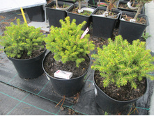 ���� �����700