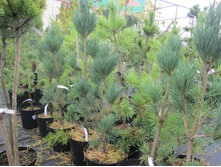 ����� ���������� 1800