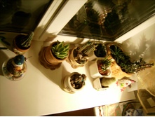 IMG 0171.JPG