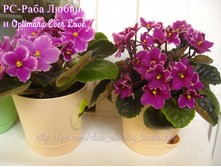 �� ���� ����� � Optimara Ever Love