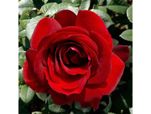 Chateau d'Amboise 9,26.jpg