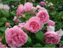 Comtesse de Segur 9,26 ����� 60��-29,38 ; ����� 100��-33,30.jpg