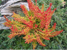 Calluna Seestern-1,56