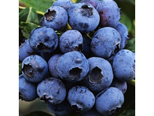 �������� ���-164