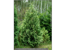 ��� Wansdyke Silver 40-50cm C5/Co-7.5-16,80