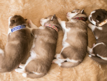 ��� ������