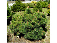 ����� mugo Picobello 10-25cm Co-3-20,45.jpg