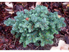 ��� pungens Frieda 15-20cm-24,56.jpg