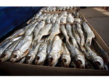 ����� ������������