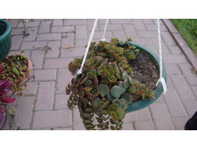 ������ (����1)