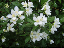 ������� (1.5� )*