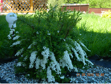 ������ ����� ��������