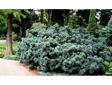 ����� pumila Glauca 20-25cm Co-3-30,08 (�������� ��������).jpg