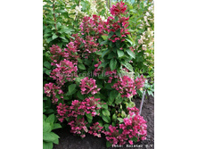 ��������� ����������� �������� ���� �12-226�