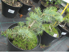 ����� ����������� ����� 1190