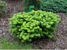 ����� koreana Dark Hilll 20-25cm Co-5-19,49.jpg