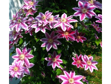 �������� ���. ������.-221