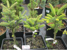 ����� ������� ������ ����� 1400-�.�.������� 1350-�.�������������� ��������� 1500