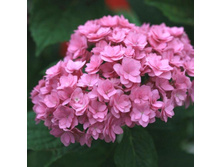 ��������� ������ -229