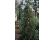 ����� nigra Komet 30-40cm Co-5-C7.5-27,32.jpg