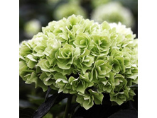 ��������� ���� 251