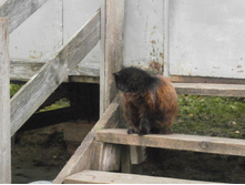 ��������� ���-����