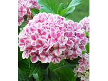 ��������� ���������� 190