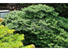 ����� koreana Cis 20-25cm Co-5-22,63.JPG