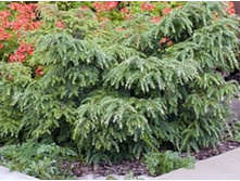 ����� canadensis Gentsch White 15-20cm C3-15,27.jpg