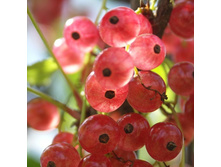 ��������� ����������� ������� �2 -190�