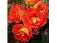 Brilliant Sweet Dream-10,80.jpg